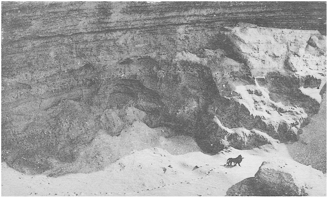A black and white photo of a wild barbary lion walking across the sand in a massive rock canyon.